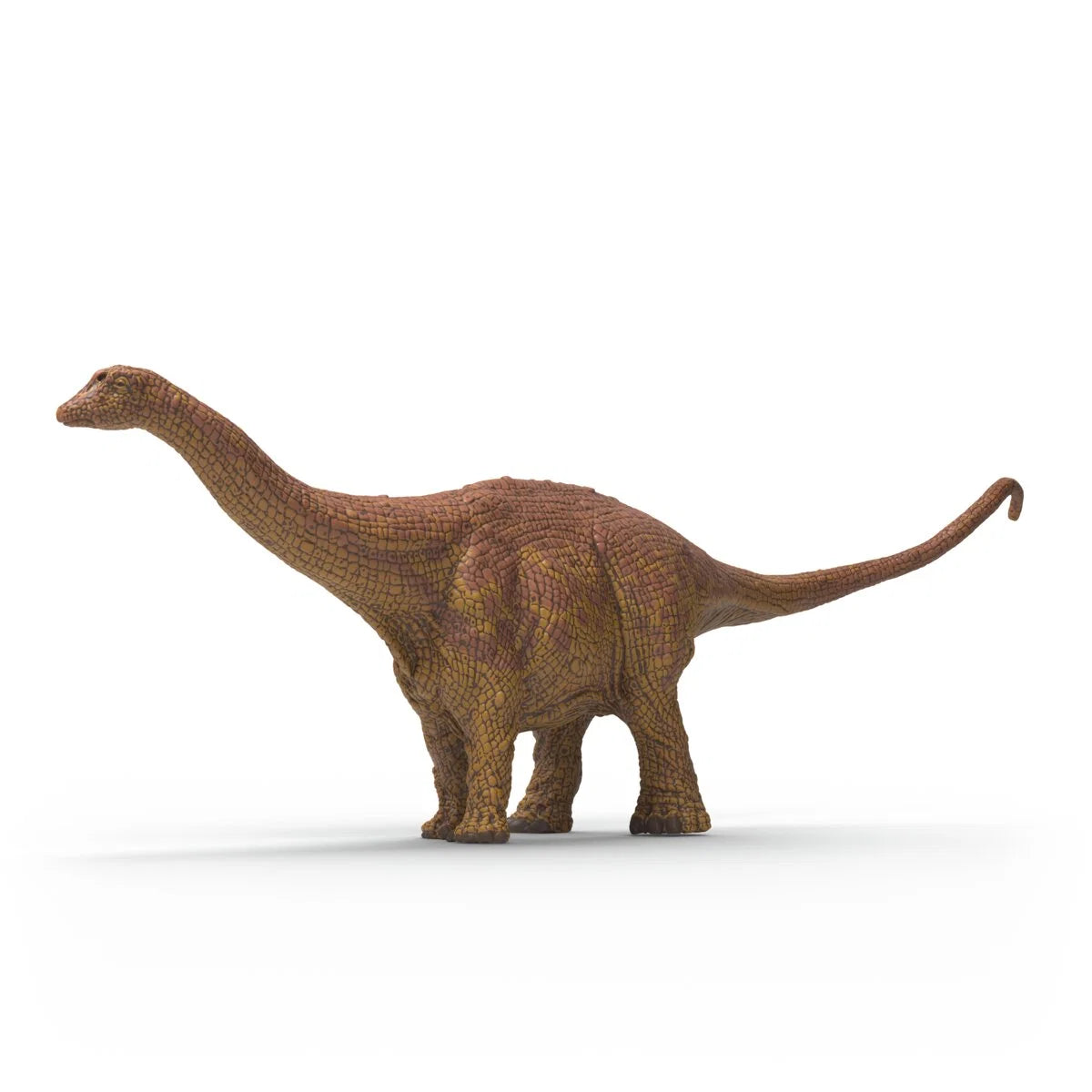 SC Brontosaurus