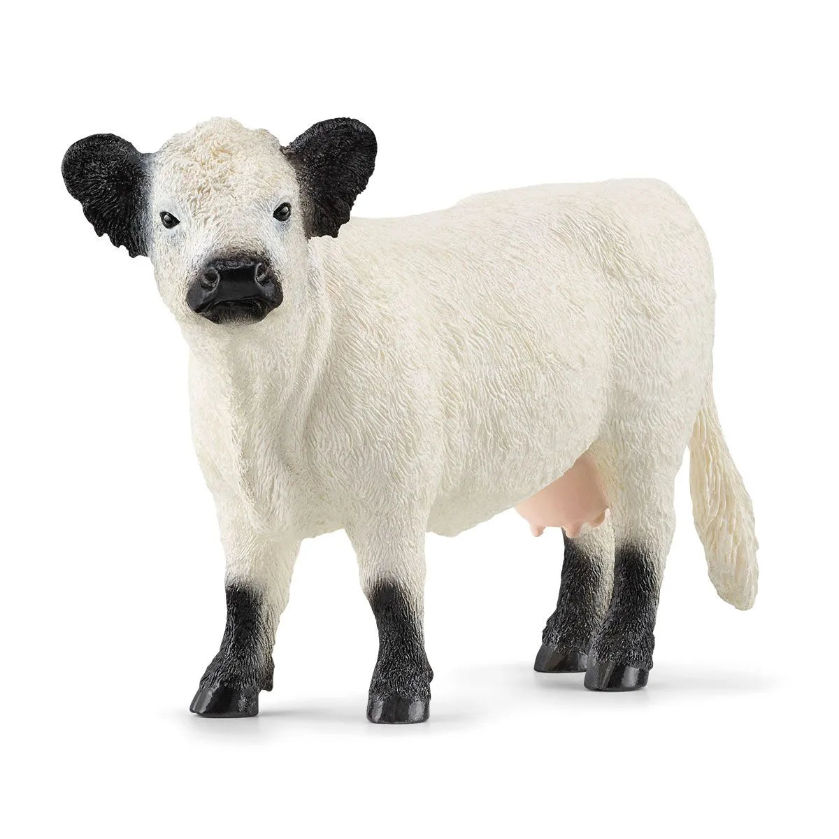 SC Galloway Cow (7655336935623)