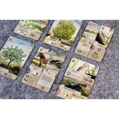 Forest Shuffle Dartmoor