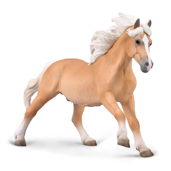 CO Haflinger Stallion (XL)