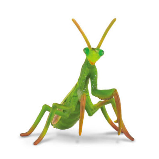 CO Praying Mantis (L) (4590446575651)