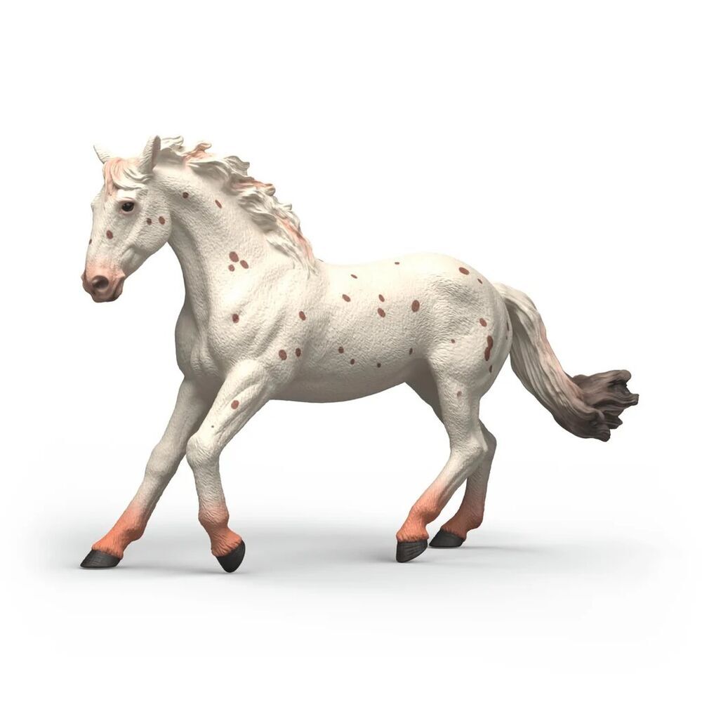 SC Knabstrupper Mare (Grey Dot)