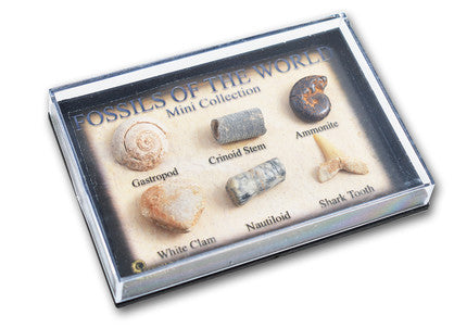 Mini Fossil Chart Box (7598751973575)