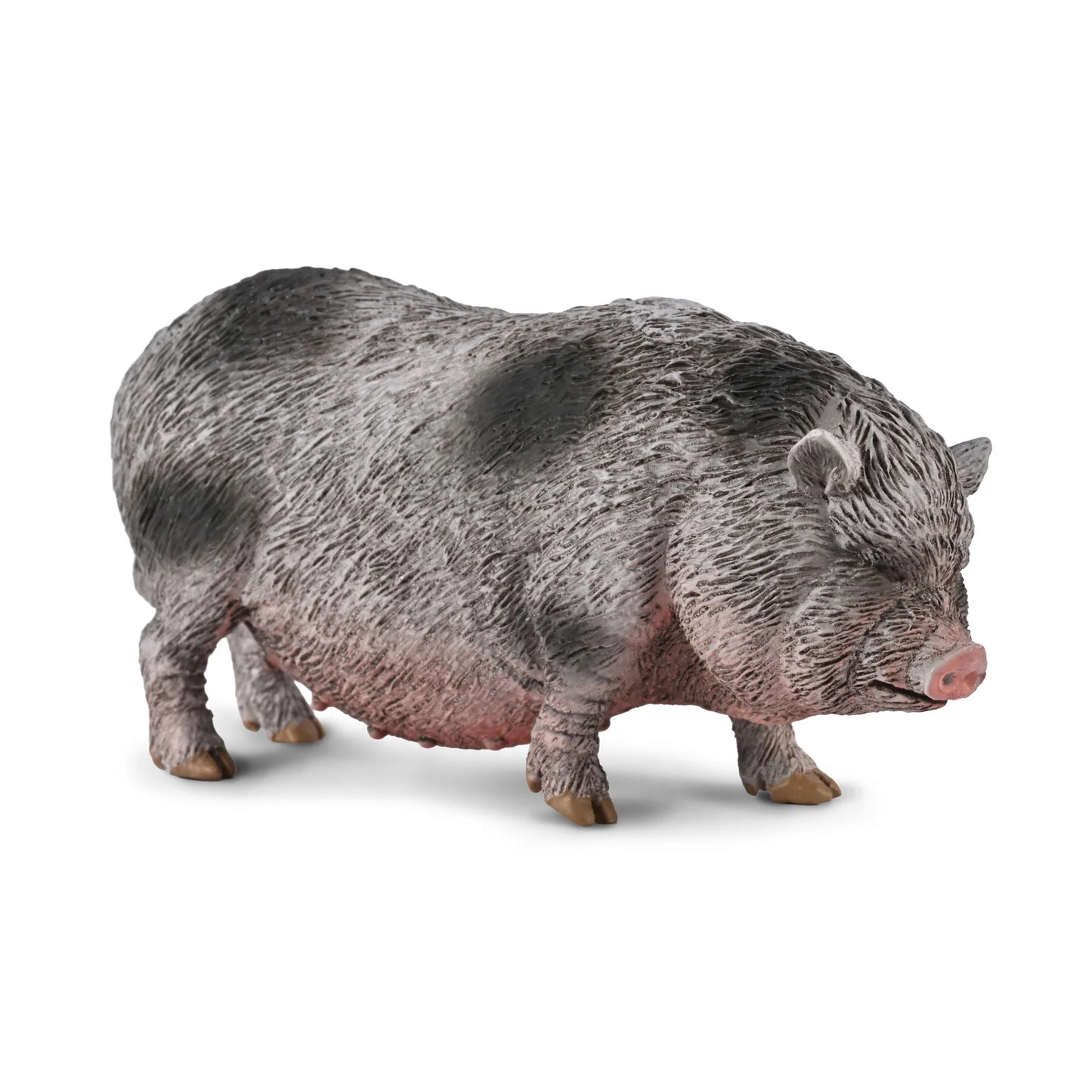 CO Pot Bellied Pig (M)