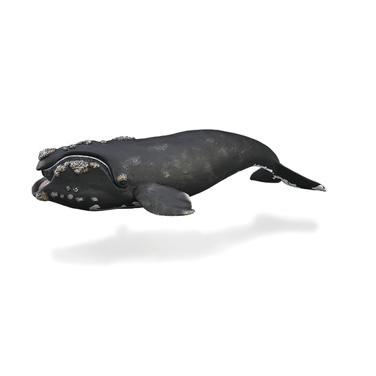 CO Right Whale (XL) (7811594322119)