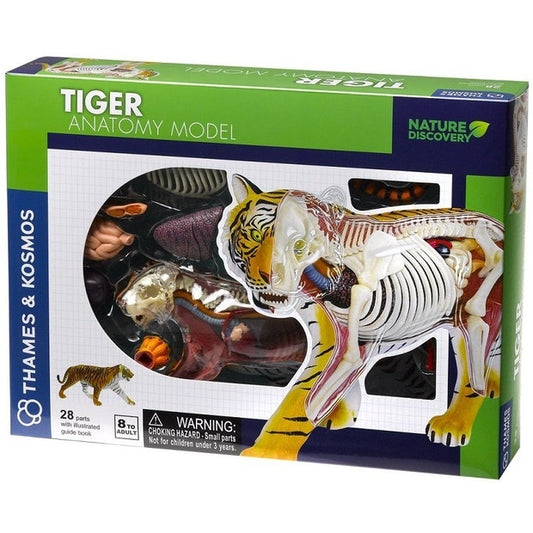 Tiger Anatomy (4809354149923)
