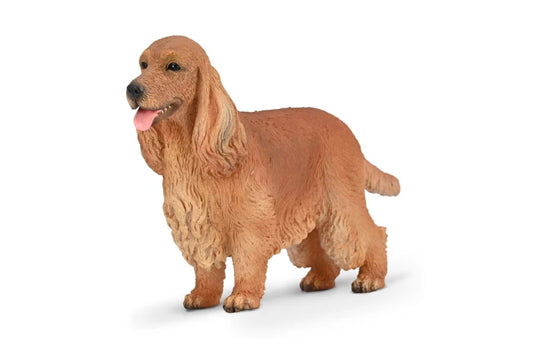 CO English Cocker Spaniel (M)