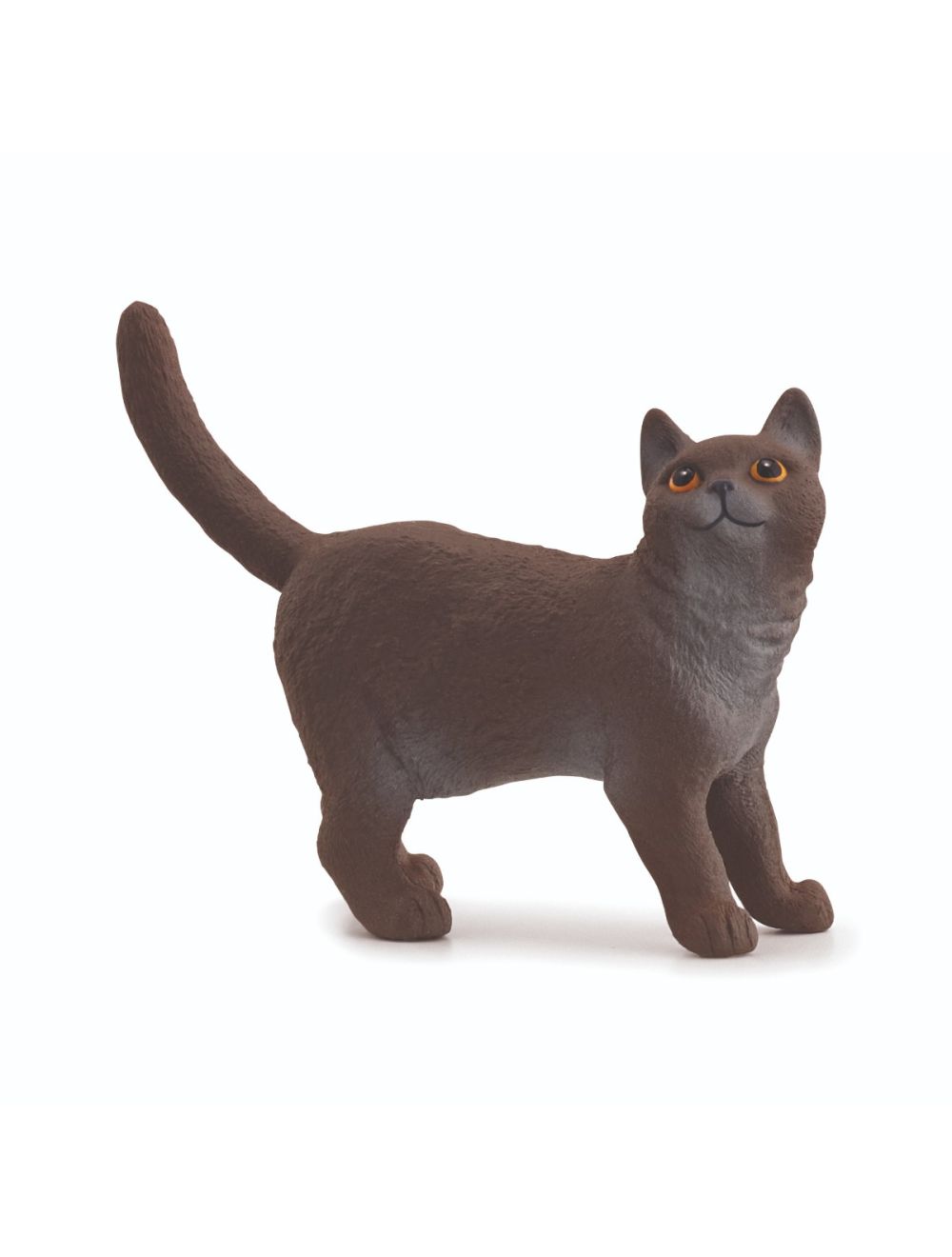 SC British Shorthair Cat (7930782548167)