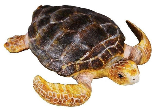 CO Loggerhead Turtle (M) (7718416351431)