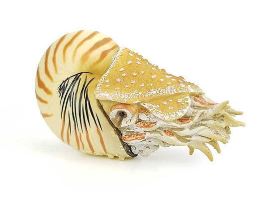 CO Nautilus Pompilius (XL) (6222625112263)