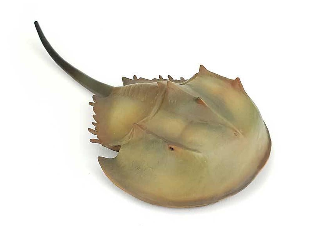 CO Horseshoe Crab (XL) (6222624915655)