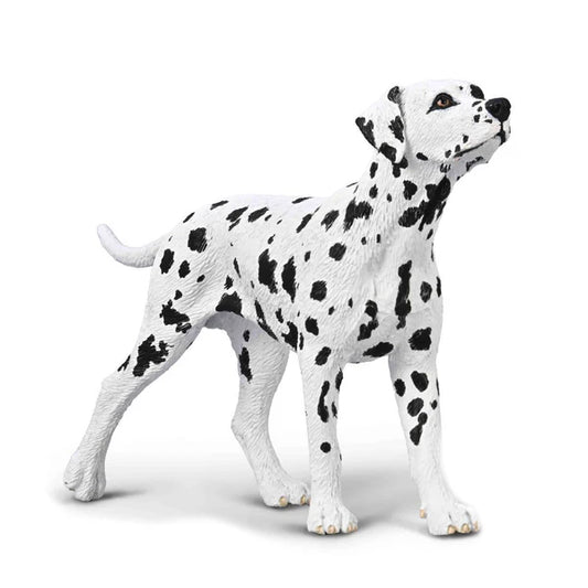 CO Dalmation (M)