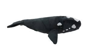 Southern Right Whale with Sound