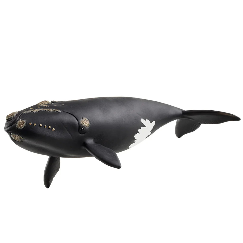 SC North Atlantic Right Whale (8337049583815)