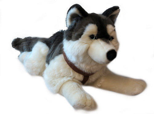 Lying Husky 60cm (4571388215331)