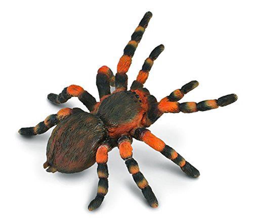 CO Mexican Redknee Tarantula (L) (7615124603079)