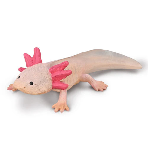 CO Axolotl (M) (8162206023879)