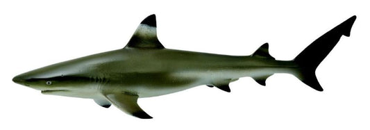 CO Blacktip Reef Shark (M) (7718943359175)