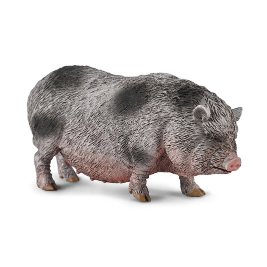 CO Pot Bellied Pig (M)