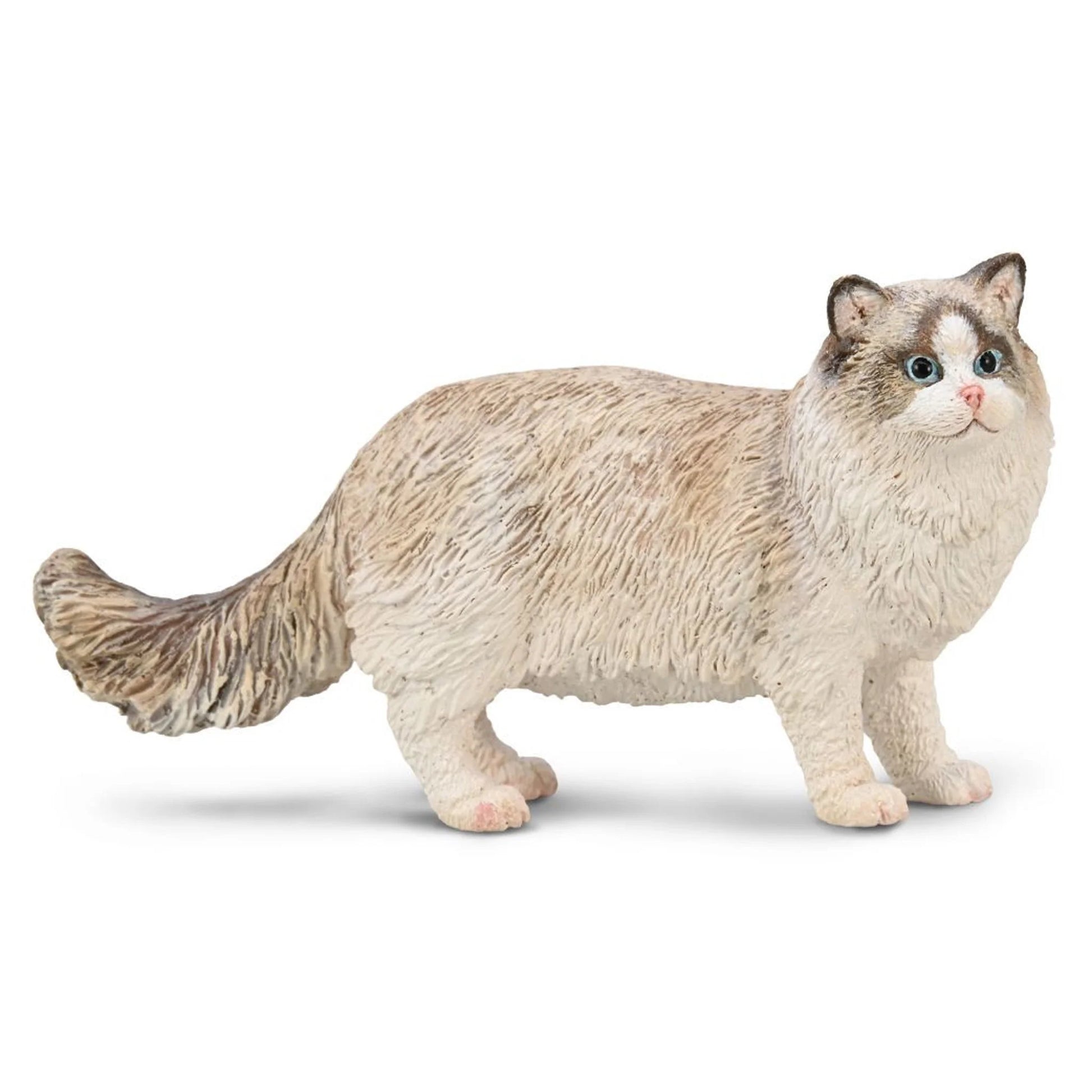 CO Ragdoll (M)