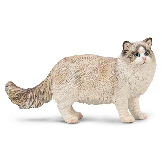 CO Ragdoll (M)