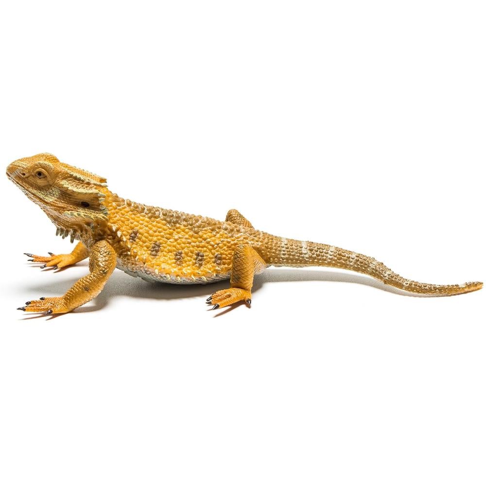CO Bearded Dragon (L) (7615131451591)