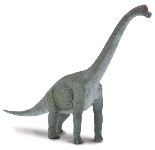 CO Brachiosaurus (L) (4590446346275)
