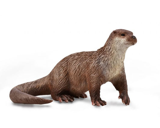 Common Otter (7094866968775)