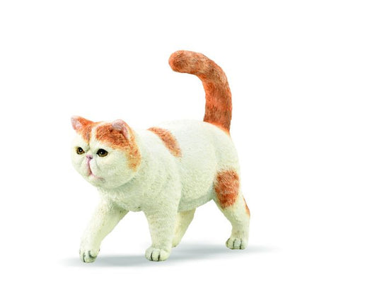 Exotic Shorthair  (7094866772167)