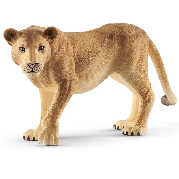 SC Lioness 19 (4575937855523)