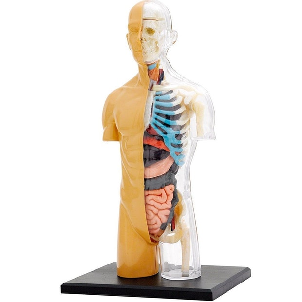 Human Anatomy (4569716391971)