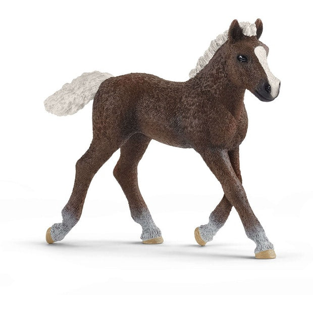 SC Black Forest Foal (4559708520483)